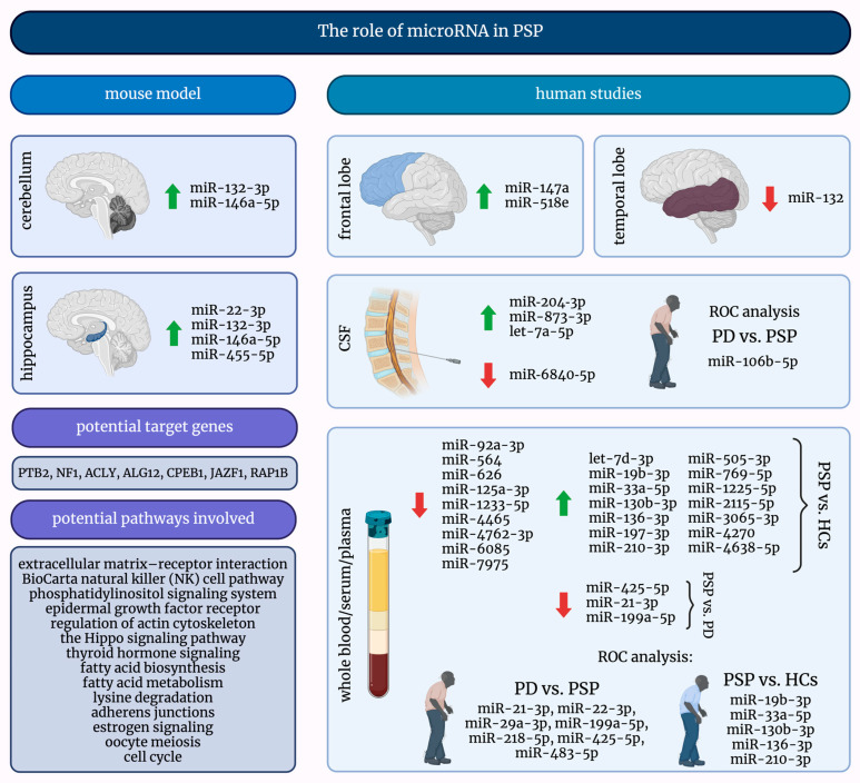 A graphical summary of the role of microRNAs in progressive supranuclear palsy. ↑—increased; ↓—decreased; HCs—healthy controls; miRNAs/miRs—micro-ribonucleic acids; PD—Parkinson’s Disease; PSP—progressive supranuclear palsy; ROC—receiver operating characteristic.