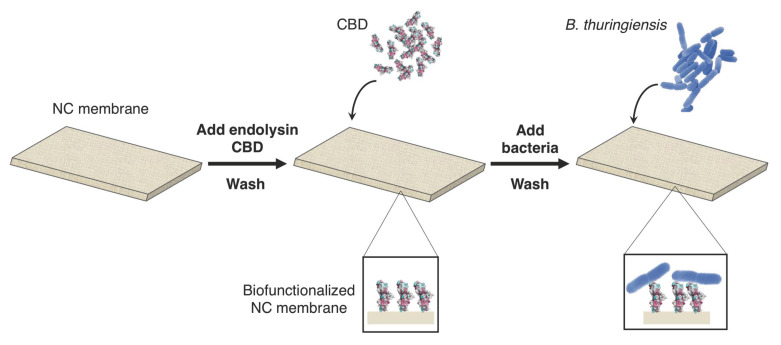 Protocol of the nitrocellulose (NC) membrane biofunctionalization with endolysin cell-wall binding domain (CBD) and validation of the biointerface through capture of B. thuringiensis cells. (1) The deposition of the phage endolysin CBD in the NC membrane is followed by drying, washing and desiccator steps. (2) The bacteria are then deposited on the membrane and specifically captured by the CBD.