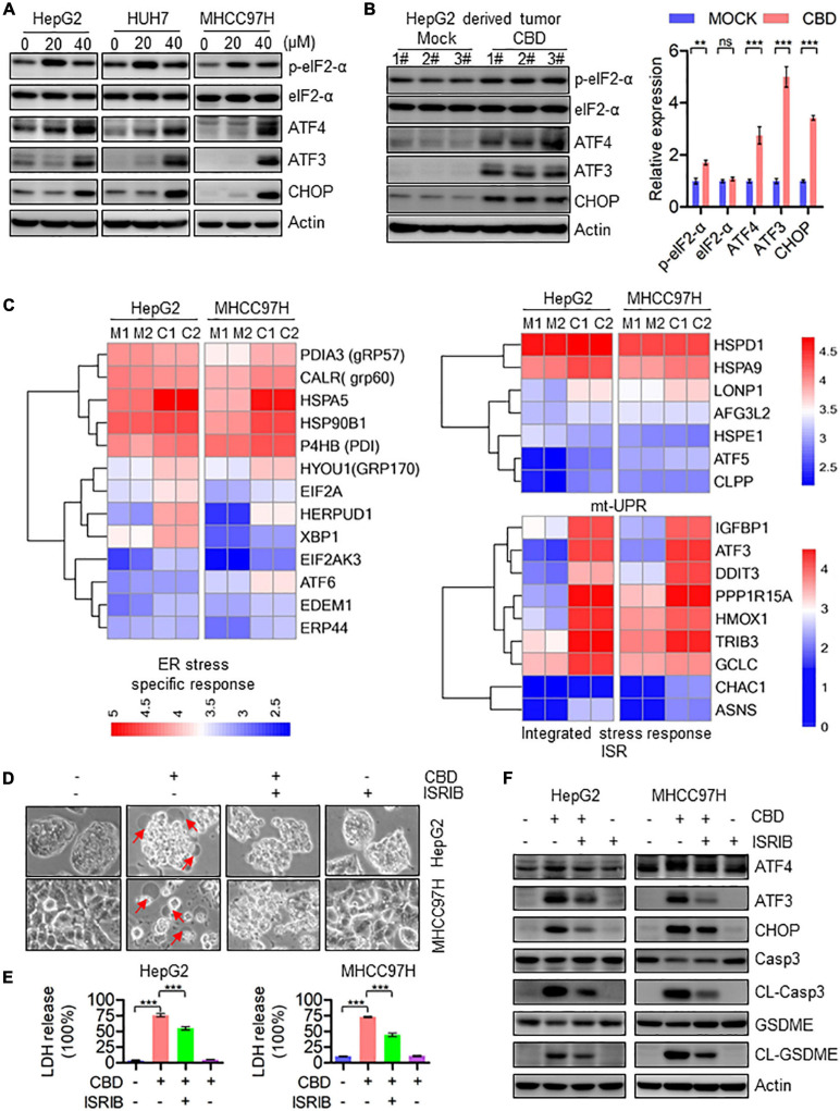 Activation of ATF4/CHOP pathway triggers the GSDME-mediated pyroptosis in response to CBD treatment. (A) Western blot analysis of p-eIF2-α, eIF2-α, ATF4, ATF3, and CHOP in CBD treated HepG2, HUH7, and MHCC97H cells after 24 h. Actin was used as a loading control. (B) Western blot analysis of p-eIF2-α, eIF2-α, ATF4, ATF3, and CHOP in CBD administrated tumor tissues derived from HepG2 cells. Actin was used as a loading control. The graphs represent the mean ± SEM. (C) Heat map analysis from RNA-sequence data in CBD exposed HepG2 and MHCC97H cells for 24 h. (D) Representative morphological changes in CBD-treated HepG2 and MHCC97H cells in the presence or absence of ISRIB. (E) LDH release was performed on CBD-exposed HepG2 and MHCC97H cells with or without ISRIB. (F) Caspase-3, CL-Caspase-3, GSDME, CL-GSDME, ATF4, ATF3, and CHOP were detected by Western blotting in CBD (40 μM) administrated HepG2 and MHCC97H cells in the presence or absence of ISRIB after 24 h. **p < 0.01, ***p < 0.001, n.s. represents no significance.