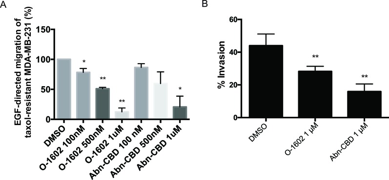 Effect of atypical cannabinoids on EGF-mediated migration and invasion. (A) Histogram summarizing Transwell migration results using MDA-MB-231 PR cells in response to EGF in presence of either the vehicle control or various concentrations of O-1602 or Abn-CBD. (B) Histogram summarizing Matrigel invasion using MDA-MB-231 PR cells in presence of either the vehicle control, O-1602, or Abn-CBD. Results represent the means ± SEM of at least three independent experiments. *p < 0.05, **p < 0.01.