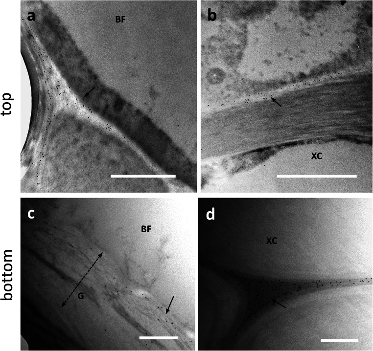Distribution of the epitope recognized by the JIM5 antibody in the top (a–b) and bottom (c–d) internodes of nettle stem. a At the level of developing bast fibers, the JIM5 signal is weak and localized in the middle lamella or primary cell wall (arrow). Bar: 2000 nm. b By comparison, the cell wall of xylem cell (XC) does not show JIM5 signal, which is conversely present in the middle lamella and cell wall of adjacent cells. Bar 2000 nm. c In a bast fiber (BF) at the bottom internode, the JIM5 signal is appreciable but not intense and yet diffusely distributed (arrow). The double dashed arrow indicates the thickness of the G-layer. Bar: 500 nm. d For comparison, the JIM5 signal is found in the intercellular spaces between xylem cells (XC) (arrow). Bar: 500 nm