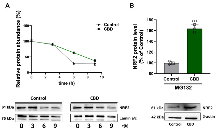 Effects of CBD on NRF2 stability. (A) NRF2 half-life measurement after treatment with 100 μM cycloheximide at 0, 3, 6, and 9 h. (B) U87MG cells were pretreated with 20 μM MG132, an inhibitor of the ubiquitin–26S proteasome system. NRF2 levels were normalized with respect to Lamin a/c or β-actin. Results are expressed as mean ± SD. The results were expressed as a percentage relative to the control group, which was set as the reference at 100%. Experiments were repeated three times independently (n = 3). *** p < 0.001 compared with control.