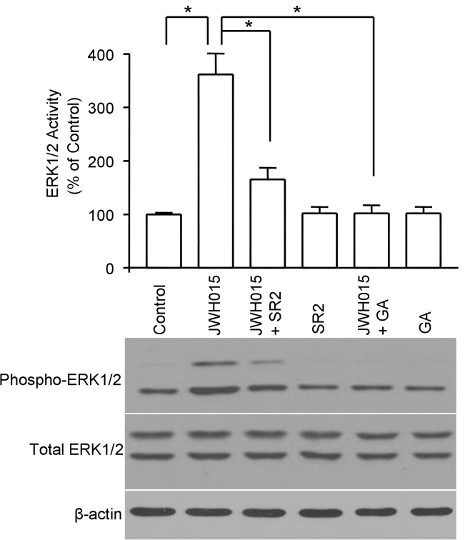 The effects of geldanamycin on CB2 receptor–mediated extracellular-signal-regulated kinases 1/2 (ERK1/2) activation in trabecular meshwork (TM) cells. Serum-deprived intact TM cells were pretreated with 10 μM geldanamycin for 2 h or 1 μM SR144528 (SR2) for 30 min followed by stimulation with 100 nM of JWH 015 for 15 min. Cell lysates were prepared and subjected to western blot analysis using antiphospho-ERK1/2 and total ERK1/2 antibodies. Blots shown are representative of three independent experiments. In the bar graphs, results are normalized to the density of total ERK1/2 bands in the corresponding samples (n=3). * Significant different p<0.05, one-way ANOVA with Newman-Keuls post-test). JWH 015 treatment led to a marked increase in ERK1/2 phosphorylation. SR144528 and geldanamycin significantly inhibited the JWH 015–induced ERK1/2 activation.