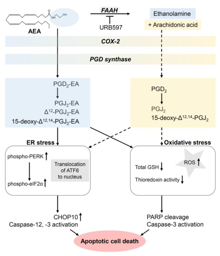 Proapoptotic effect of AEA and its metabolites formed via COX-2 and PGD synthase on tumorigenic keratinocytes. The arrows indicate the sequential activations and inductions triggered by the indicated substances. In the case where URB597 is listed with an inhibitory arrow directed at FAAH, URB597 resulted in an enhancement of the AEA effect shown. The dashed arrows indicate possible additional effects of AEA after degradation to arachidonic acid. All abbreviations are given in the text.