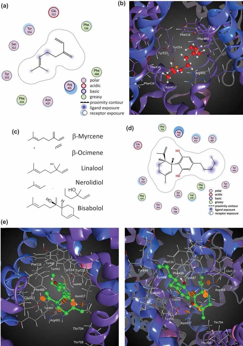 Molecular docking of Myrcene at TRPV1. A. Ligand interactions of Myrcene at binding site 4 of TRPV1 (two-dimensional representation). b. Myrcene docked at binding site 4 of TRPV1 (three-dimensional representation). c. Similarities in chemical moieties between specific terpenes found in Cannabis and other plant sources. d. Cannabidiol docked at TRPV1 (two-dimensional representation). e. Two views (upper and lower panels) of Cannabidiol binding pocket in TRPV1 (three-dimensional representation).