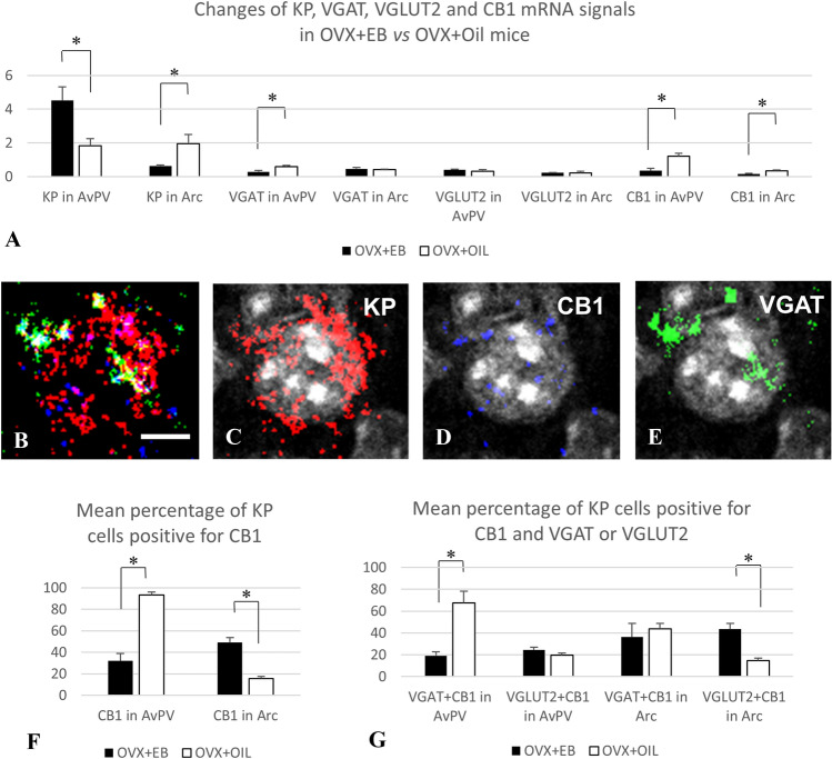 RNAscope in situ hybridization signals detected at area (A) and cellular (B–G) levels in the RP3V and Arc of OVX mice treated with EB or oil vehicle. Co-distribution of signals for KP (red), CB1 (blue), and VGAT (green) in association with a preoptic cell nucleus (grey–white) (B–E). Mean level of signals (A, determined by the number of positive pixels/ROIs in the RP3V and Arc). Expression of CB1 mRNA in KP neurons (F, determined by the presence of pixels identifying CB1 in KP mRNA-positive cells) and co-localization of CB1 mRNA signal with VGAT or VGLUT2 mRNA signals in KP mRNA-positive cells of the RP3V and Arc (G determined by the presence of pixels identifying CB1 and VGAT or VGLUT2 mRNA signals in KP mRNA-positive cells). Scale bar in B–E 5 µm p < 0.05, significant difference labeled with asterisk