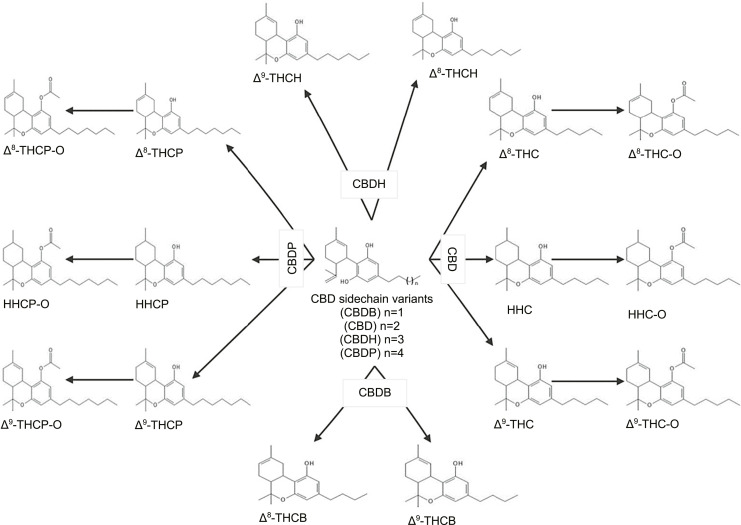 Overview of the production of psychoactive cannabinoids currently available on the CBD-derived cannabinoid market. The synthetic route employed by the CBD-derived cannabinoid industry to produce sidechain variants of THC and HHC is unreported in scientific literature, but likely follows that of published literature: fully synthetic production via synthetically produced sidechain variants of CBD. Labeled arrows indicate the sidechain variant of CBD used to produce the psychoactive cannabinoids. HHC and HHC-O can be produced through Δ8-THC or Δ9-THC intermediate substrates, and HHCP and HHCP-O can likewise be produced from Δ8-THCP or Δ9-THCP intermediate substrates; accordingly, the arrows are a simplified representation of synthetic routes. CBDP, cannabidiphorol (7 carbon sidechains); CBDH, cannabidihexol (6 carbon sidechains); CBDB, cannabidibutol (4 carbon sidechains); HHCP-O, hexahydrocannabiphorol-O-acetate; HHC-O, hexahydrocannabinol-O-acetate.