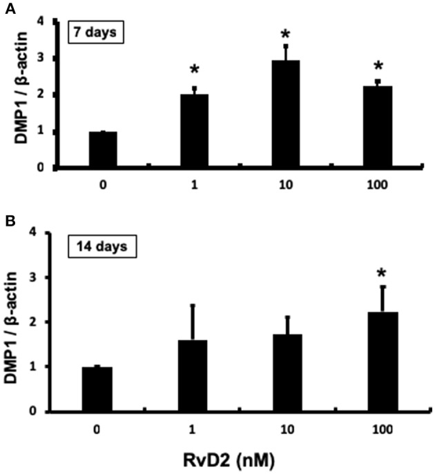 Quantification of DMP-1 mRNA from DPCs stimulated with RvD2 (1–100 nM) for 7 and 14 days using real-time RT-PCR. (A) RvD2 induced significant DMP1 mRNA expression at all doses after 7 days culture compared to the control (0 nM) (P < 0.05; Tukey-Kramer). (B) RvD2 induced significant DMP1 mRNA expression at 100 nM (P < 0.05; Tukey-Kramer) after 14 days culture compared to the control (0 nM). *P < 0.05 indicates significant differences compared to the control, post hoc Tukey-Kramer test. Representative data of three to four independent cases.