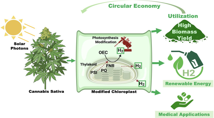 Illustration showing a diagram of solar photons absorbed by a Cannabis sativa plant, which transfers energy to a modified chloroplast. Within the chloroplast, photosynthesis modification leads to hydrogen production. Green arrows indicate three utilization pathways as part of a circular economy: high biomass yield, renewable hydrogen energy, and medical applications.