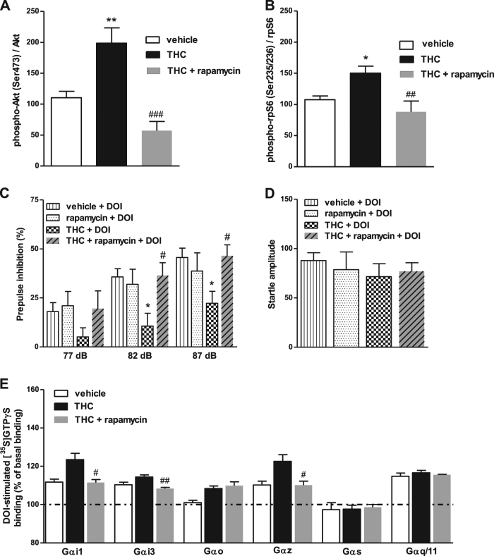 Akt/mTOR signaling pathway is involved in the THC-induced sensitization of 5-HT2AR signaling. Chronic THC increased phosphorylation of (a) Akt and (b) rpS6, and concomitant treatment with mTORC1 inhibitor rapamycin blocked these effects (one-way ANOVA: phospho-Akt/Akt ratio F(2,20) = 15.68, p < 0.0001; phospho-rpS6/rpS6 ratio F(2,16) = 8.04, p < 0.01; n = 5–8). Bonferroni’s post hoc comparisons: *p < 0.05, **p < 0.01 vs. vehicle. ##p < 0.01, ###p < 0.001 vs. THC. c Rapamycin blocked the sensitization to (±)-DOI effect on PPI in THC-treated mice, restoring it to vehicle-values among all the prepulses (three-way repeated measures ANOVA: THC × rapamycin; F(1,35) = 4.50, p < 0.05; n = 8–16). Benjamini-Hochberg’s post hoc comparisons: *p < 0.05 vs. vehicle + DOI. #p < 0.05 vs. THC + DOI (see Supplementary Table 3 for further details on ANOVAs). Data of vehicle + DOI and THC + DOI groups are also in Fig. 2a. d No changes were found in the startle amplitude among groups. Data of vehicle + DOI and THC + DOI groups are also in Fig. 2b. e Rapamycin blocked the (±)-DOI-induced hyperactivation of Gαi1-, Gαi3-, and Gαz- (#p < 0.05, ##p < 0.01 vs. THC), but not that of Gαo proteins (pool of n = 8 each group). Bars represent mean ± SEM of 4–6 different experiments carried out in triplicate