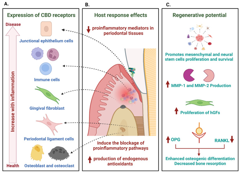 Potential effects of cannabinoids in the control of periodontal inflammation. The expression of CB1 and CB2 cannabinoid receptors in periodontal tissues (junctional epithelium, immune response cells, gingival and periodontal ligament fibroblasts, osteoblasts, and osteoclasts) and the increase in their expression in the presence of inflammation are a clear indication of a possible role in modulating the host response (A). Through their activation, cannabinoids mediate anti-inflammatory and regulatory responses, decreasing mediators of inflammation in periodontal tissues and inducing the blocking of pro-inflammatory pathways (B). The modulation of these responses goes hand in hand with a range of actions that promote the repair and regeneration of tissues, which include the promotion of the proliferation and survival of stem cells, the increase in the production of metalloproteinases, hand in hand with the proliferation of gingival fibroblasts (hGFs) and anabolic functions of bone metabolism mediated by their activity in the RANK–RANKL–Osteoprotegerin (OPG) system, which results in an increase in osteogenic differentiation and a decrease in bone resorption (C).
