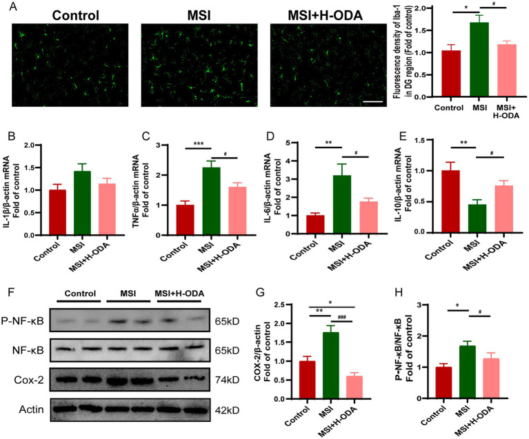 Effects of neonatal ODA supplementation on neuroinflammation in hippocampus of MSI-exposed offspring rats. (A) Representative immunofluorescence images illustrating Iba-1 staining in the DG region of the hippocampus from different groups. Scale bar: 100 μm. The fluorescence density of Iba-1 was calculated in the hippocampal DG region of rats from different groups. (B–E) Relative mRNA expressions of Il-1β, Il-6, Tnf-α, and Il-10 in the hippocampus of rats from different groups. Quantification of mRNA expressions was normalized to β-actin mRNA abundance; n = 7 rats per group. (F) Western blotting of COX-2, p-NF-κB, and NF-κB expressions in the hippocampus of rats from different groups. Relative band intensity analysis of (G) COX-2 and (H) p-NF-κB in the samples. Quantification of COX-2 expression was normalized to β-actin; Quantitation of the phosphorylation level of NF-κB was normalized to total NF-κB protein. n = 4–5 rats per group. Data are presented as mean ± SEM. *p < 0.05, **p < 0.01, and ***p < 0.001 versus the control group; #p < 0.05 and ###p < 0.001 versus the MSI group. H-ODA, 25 mg/(kg · day) oleamide; MSI, maternal sleep interruption; COX-2, cyclooxygenase-2; Il-6, interleukin 6; Il-1β, interleukin 1 beta; Il-10, interleukin 10; NF-κB, nuclear factor-κB; Tnf-α, tumor necrosis factor alpha.
