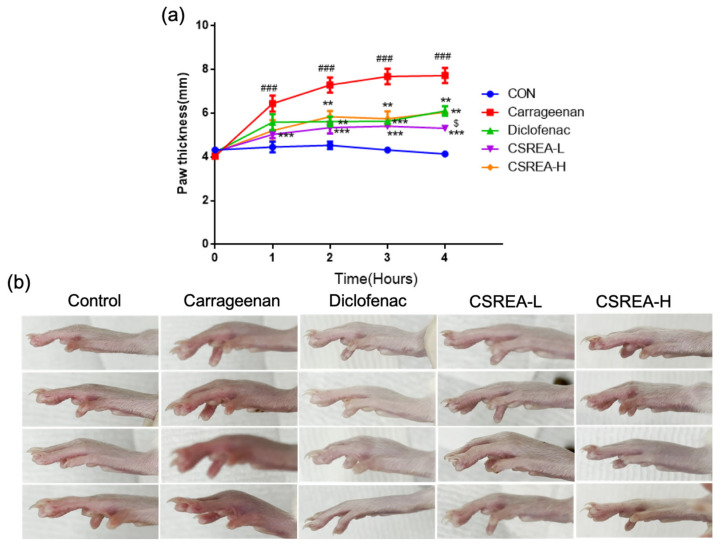 Anti-inflammatory effect of CSREA on carrageenan-induced paw edema model (a) Measurement of hind paw thickness. (b) Images of hind paw edema 4 h after carrageenan injection for comparing redness and thickness. Data are expressed as mean ± SD. ### p < 0.001 versus the CON group, *** p < 0.001, ** p < 0.01 versus the carrageenan group and $ p < 0.05 versus the diclofenac group.