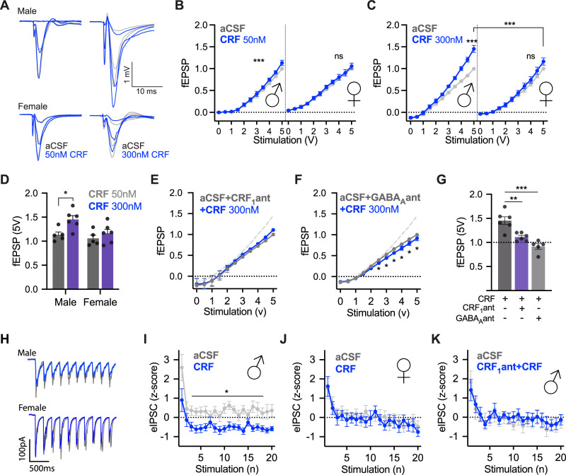CRF has dose- and sex-dependent synaptic effects in insular cortex slices.A Representative traces of male (above) and female (below) field excitatory postsynaptic potentials (fEPSP) at 1, 3 and 5 V under aCSF (gray) and after 50 nM (left, blue) or 300 nM CRF (right, blue) conditions. For analysis, traces were normalized to the peak amplitude of the fEPSP evoked at 5 V in aCSF. B Bath application of 50 nM CRF significantly increased fEPSPs in male insular cortex slices in biphasic 0–5 V I/O curves FVoltage × CRF (20, 80) = 5.791, P < 0.0001 with post hoc tests showing CRF being significantly increased over baseline at 3 V (P = 0.0425), 3.5 V (P < 0.0001), 4 V (P = 0.0001), 4.5 V (P = 0.0091) and 5 V (P = 0.0009). However, there was no significant effect of CRF on female slices FVoltage × CRF (20, 80) = 0.5351, P < 0.5667. A three-way ANOVA revealed significant interactions between voltage and CRF and sex: FVoltage × CRF(10, 80) = 3.654, P = 0.0005, FVoltage × Sex(10, 80) = 2.910, P = 0.0037 as well as a main effect of sex, FSex(1, 8) = 10.53, P = 0.0118. C Bath application of 300 nM CRF led to a sex difference in fEPSPs such that males showed increased synaptic efficacy but not females resulting in a significant three-way interaction, FVoltage × Sex × CRF (10, 100) = 5.306, P < 0.0001. Males showed significant increases in fEPSP under CRF conditions via Tukey’s multiple comparison tests at 2.5 V (P = 0.0370), 3 V (P = 0.0212), 3.5 V (P = 0.0124), 4 V (P = 0.0063), 4.5 V (0.0040) and 5 V (P = 0.0058). D Comparing 5 V responses (normalized to female aCSF 5 V) under 50 nM versus 300 nM CRF by sex revealed main effects of sex, FSex(1, 18) = 5.737, P = 0.0277, and CRF, FCRF(1, 18) = 7.855, P = 0.0118. Sidak’s post hoc tests showed that there was a significant dose effect in males t(18) = 2.981, P = 0.0471, but not in females t(18) = 0.9826, P = 0.9165. E CRF1 antagonist CP154526 (10 μm) coapplied with 300 nM CRF prevented CRF from increasing fEPSPs in slices from male rats. The dashed gray line depicts the effect of 300 nM CRF alone for comparison. While there was a significant interaction FVoltage × CRF(20, 89) = 3.276, P < 0.0001. There was no main effect of CRF, FCRF(2, 10) = 0.0362, P = 0.9646. No post hoc comparisons were significant across treatments at different voltages. F Coapplication of the GABAA antagonist SR95531 prevented the enhancing effect of 300 nM CRF and led to a significant decrease in fEPSPs FVoltage × CRF(10, 40) = 3.464, P = 0.0024 in slices from male rats. Significant Tukey’s post hoc comparisons were found at 2.5 V (P = 0.0422), 3 V (P = 0.0144), 3.5 V (P = 0.0038), 4 V (P = 0.0026), 4.5 V (P = 0.0014), and 5 V (P = 0.0116). G 5 V fEPSPs after CRF, CRF + CP154526 and CRF + SR95531 (300 nM) were normalized to the relative 5 V fEPSP in aCSF in (D) to summarize the effect of CRF1 and GABAA receptor antagonist on fEPSP. Both CRF1 antagonist and GABAA antagonist prevented the increase in fEPSP caused by CRF, F(2, 14) = 19.42, P < 0.0001. Tukey’s post hoc tests show a significant difference between CP154526 + CRF and 300 nM CRF (P = 0.0031) and SR95531 + CRF and 300 nM CRF (P < 0.0001). H Voltage-clamp recordings of evoked inhibitory postsynaptic currents (eIPSC) from deep layer insular cortex pyramidal neurons under baseline (gray-aCSF with glutamatergic synaptic antagonists) and after 50 nM CRF (blue) in slices from male or female rats. Twenty eIPSCs were evoked by extracellular bipolar electrodes at 5 Hz (the first 10 are shown). For analysis, eIPSC amplitudes were normalized using z-scores computed from the mean and standard deviation of the aCSF recordings (panels I, J). Basal eIPSC amplitudes did not differ between male and female recordings. I CRF significantly reduced the amplitude of eIPSCs in males, FCRF (1, 8) = 7.006, P = 0.0294. J CRF did not alter eIPSC amplitudes in females FCRF(1, 8) = 0.0531, P = 0.8235. K Pretreatment of the slice with CRF1 antagonist eliminated the effect of CRF on eIPSCs in slices from male rats, FCRF(1, 7) = 0.0547, P = 0.8218.