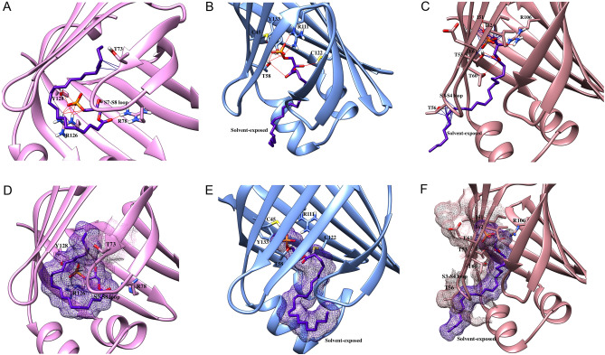 Docking poses LPA in FABP3, FABP5, and FABP7. LPA engages in numerous H-bonding interactions with (A) R126, Y128, and R78 in FABP3, (B) C45, T58, R111, C122, and Y133 in FABP5, and (c) I51, T53, T60, I62, and R106 in FABP7. (D–F) The orientation of LPA in (D) FABP3, (E) FABP5, and (F) FABP7. Note the solvent exposure in FABP5 and FABP7. The orientation of LPA also induces van der Waals clashes with (D) T73 in FABP3 and (F) I51, T53, T56, E61, and I62 in FABP7 to reduce binding affinity.
