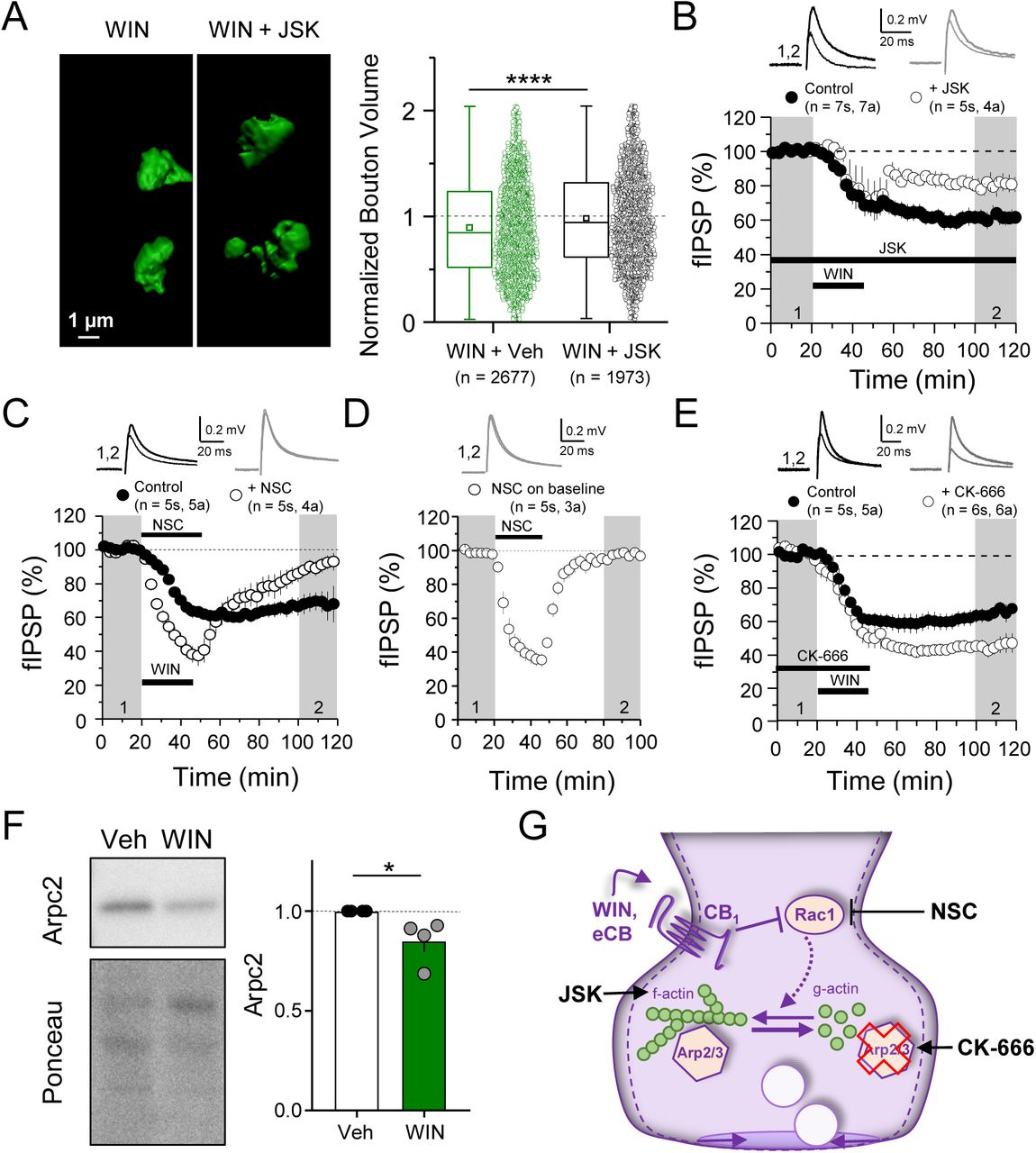 CB1-iLTD involves actin remodeling via Rac1 and Arp2/3A. Left, representative single boutons reconstructed in 3D. Right, quantification of bouton volume normalized to control. Activation of CB1 receptors with WIN for 25 min led to decreased bouton volume that was blocked by treatment with jasplakinolide (JSK, 250 nM). Summary data expressed as normalized change from Vehicle ± S.E.M.. WIN + Veh: 0.89 ± 0.01 vs. JSK + WIN: 0.98 ± 0.01, U = 2.92E6, Z = 6.356, **** indicates p < 0.0001, Mann-Whitney, n = number of CB1+ boutons (3 images/slice, 2 slices/rat, 6 rats/condition). Data are presented as box plots (left) and data points (right) where box represents the 25th and 75th percentile of data range, mean is represented with a square, and median with a line inside the box. Minimum and maximum of data are given by the capped line.B. CB1-iLTD is impaired by bath application of actin-stabilizing drug, jasplakinolide (JSK, 250 nM). Extracellular field inhibitory postsynaptic potential (fIPSP) were recorded in the CA1 pyramidal cell body layer in acute hippocampal slices. Control: 61.4 ± 4 % vs. JSK: 80.5 ± 4 %; p < 0.05, unpaired t-test. For all electrophysiology figures, representative traces correspond to the gray shaded areas and in the summary time-course plots (averaged summary data expressed as normalized change from baseline ± S.E.M.), and n = number of slices (s), number of animals (a) unless otherwise specified. Shaded boxes in all electrophysiology figures correspond to when plasticity was analyzed with respect to baseline and when representative traces were collected and averaged.C. CB1-iLTD was blocked by acute bath application of the Rac1 inhibitor NSC (30 µM). Control: 68.8 ± 6 % vs. NSC23766: 89.7 ± 4 %; p < 0.05, unpaired t-test.D. NSC (30 µM) bath application reversibly depressed basal transmission. NSC: 98 ± 2 %, one sample t-test, p > 0.05.E. CB1-iLTD is enhanced by acute bath application of the Arp2/3 inhibitor CK-666 (100 µM). Control: 63.8 ± 4 % vs. CK-666: 45.2 ± 4 %, p > 0.05, unpaired t-test.F. Left, representative Western blots of staining for Arpc2 and Ponceau loading control in vehicle or WIN treated hippocampal cultures. Right, Arpc2 was downregulated in hippocampal neuron cultures after CB1 activation with WIN (5 µM, 25 min). Arpc2 (Fold of Veh): 0.851 ± 0.06, U = 16, Z = 2.31, * indicates p < 0.05, Mann-Whitney. Dots represent individual values for 4 independent experiments. Data in the bar plot represent mean ± S.E.M.G. Model of CB1-iLTD pathway and points of regulation. CB1 activation leads to inhibition of Rac1 which regulates actin dynamics via Arp2/3. Arp2/3 loss leads to actin depolymerization and increased CB1-iLTD. Actin remodeling is required for CB1-iLTD. NSC inhibits Rac1-GEF interaction. CK-666 stabilizes the inactive conformation of Arp2/3, preventing it from binding actin filaments. JSK stabilizes actin filaments and promotes polymerization.