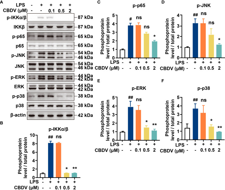 Cellular characterizations of CBDV on TLR4 signaling. (A) The effect of CBDV on LPS-induced TLR4 signaling as measured by western blotting. (B-F) The quantification of the phosphorylation of IKKβ (B), p65 (C), JNK (D), ERK (D) and p38 (F) shown in (A). All experiments were performed three times independently, and data were given as the mean ± S.E.M. The P-value was set at # P < 0.05, ## P < 0.01 versus the control group; *P < 0.05, **P < 0.01 versus the LPS group; ns, not significant versus the LPS group.