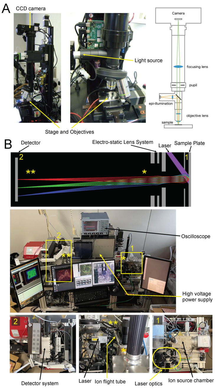 Optical microscope system and STCM IMS. (A) Bright-field epi-illumination microscope and CCD imaging system (ILCE-6000, Sony, Tokyo, Japan) for viewing unstained specimens (8 µm thick) mounted on a metal plate with magnifications of 10× and 20× (PLN10X and PLN20X, Olympus, Tokyo, Japan). Lens assemblies and the light path are shown on the right. (B) Equipment for STCM IMS. The laser path and the flight trajectories of ions are depicted schematically on top. The whole view of the instrument is photographed in the middle. The sample plate is placed inside the ion source chamber shown in Box 1. The detail of Box 1 is photographed in Picture #1 (bottom right). The electrostatic lens system is a part of the optics for the ion extraction system and is furnished in the same section in Box 1. The flight tube and high voltage power supply are photographed in the whole view picture and detailed in the photograph at the bottom center. Dissociated ions fly inside a meter-long ion flight tube from one end (one yellow asterisk) to the opposite end (two yellow asterisks). The detector system is enclosed in Box 2 and presented in detail in Picture #2 at the bottom left.
