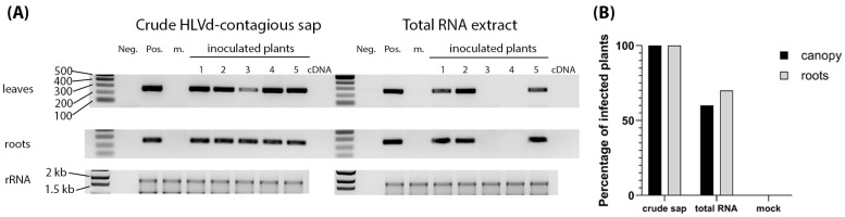 Infectivity of HLVd-containing sap and RNA inoculum. (A) Examples of RT-PCR amplicons obtained from inoculated plants at 3 weeks post inoculation. Lanes presenting RT-PCR products representing the results of crude sap and total RNA inoculum are indicated at the top. Samples from individual plants are numbered at the top. Neg. and Pos. indicate the controls. m is a mock control sample. Gels are labeled on the left to identify ethidium-bromide-stained gels with representative RT-PCR amplicons from leaves and root samples, as well as the stained ribosomal RNA (rRNA) presented at the bottom to show sample concentrations were consistent across lanes. The 1kb ladder is on the left of the set of negative and positive controls and the sizes of several ladder bands are also indicated on the left. (B) Percentages of total numbers of infected plants pooled together from five sequential trials with 10 plants each.