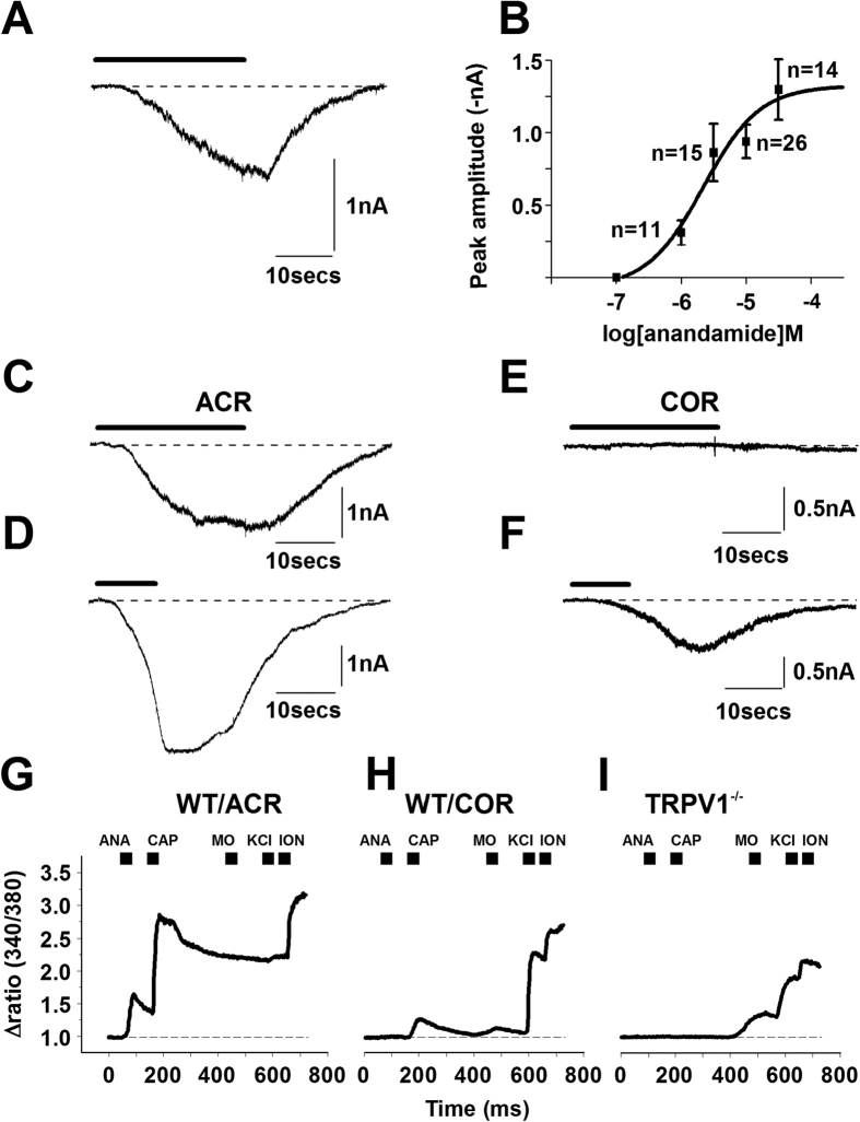 Anandamide- and capsaicin-evoked responses are partially segregated in cultured primary sensory neurons.(A) A typical response to anandamide (10 μM) recorded from cultured rat PSN by conventional whole-cell voltage-clamp. A sub-population of cells responds to anandamide. The response is washed off within a few tens of seconds after stopping anandamide application, which is indicated by the bar above the current trace. (B) Concentration-response relationship of anandamide in cultured rat PSN (data were fitted with Hill’s equation: y = Vmax*x^n/(k^n + x^n)). The calculated EC50 is 2.2 μM; the maximal effect was reached at 30 μM. (C,D) A typical whole-cell current from a cultured rat PSN during anandamide (bar, 30 μM) application. Capsaicin-evoked response from the same neuron (D). Bar indicates capsaicin (500 nM) application. A group of cultured PSN, which are regarded as “anandamide- and capsaicin-responsive” (ACR) neurons, exhibits this response pattern. (E,F) About a third of the rat PSNs are capsaicin-only-responsive neurons (COR). Typical whole-cell voltage-clamp recording from a COR neuron, which fails to respond to anandamide (E; bar, 30 μM) but exhibits a response to 500 nM capsaicin (F). Bar indicates capsaicin application. (G) Changes in the intracellular Ca2+ concentrations were measured by a conventional ratiometric approach in cultured PSN isolated from wild type (WT) or TRPV1 knock out (TRPV1−/−) mice following the application of 30 μM anandamide (ANA), 500 nM capsaicin (CAP), 30 μM mustard oil (MO), 50 mM KCl and 5 μM ionomycin (ION). A typical recording of Ca2+ transients from a PSN which is isolated from a WT mouse and responds to both anandamide and capsaicin. (H) A typical recording of Ca2+ transients from a neuron which is isolated from a WT mouse and responds to capsaicin but not to anandamide. (I) Cells isolated from TRPV1−/− mice do not respond to either anandamide or capsaicin, however a sub-population of these neurons responds to mustard oil.