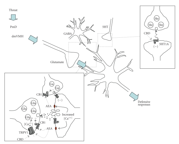 Possible effects of cannabinoids in the dlPAG. Glutamatergic inputs from forebrain structures such as the dorsomedial part of the ventromedial hypothalamic nucleus (dmVMH) and dorsal premammilary hypothalamic nucleus (PmD) activate a local neural substrate that mediates defensive responses [88]. This substrate is under GABAergic and serotonergic inhibitory influence [26]. Activation of CB1 receptors by cannabinoids such as AEA interferes with presynaptic glutamate (Glu) and GABA (Ga) neurotransmitter release. CB1-mediated decrease of glutamate release would promote anxiolytic-like effects. Activation of TRPV1 presynaptic receptors, on the other hand, would produce opposite effects. The anxiolytic effects of cannabidiol (CBD), a nonpsychotomimetic cannabinoid, in the dlPAG are not mediated by CB1 receptors, but probably involve activation of postsynaptic 5HT1A receptors. The bell-shaped dose-response curves observed with AEA and CBD may depend on activation of TRPV1 receptors. Regarding AEA, a presynaptic decrease of GABA release could also be related to this effect.