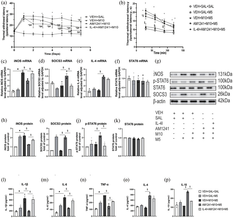 Effects of IL-4I on AM1241-induced PWL, IL-4 mRNA and p-STAT6 protein, polarization of microglia and cytokines in a morphine tolerance model. (a): mice were divided into four groups. Vehicle (VEH), AM1241, IL-4I+AM1241 in combination with morphine (10 mg/kg, M10) or alone plus morphine was administered once daily for 7 days (n = 6 in each group). Thermal withdrawal latency were measured 30 min after the last drug administration. Data are exhibited as mean ± SD. p < 0.05 was defined as statistically significant. * p < 0.05: different groups compared with VEH+SAL group; &p < 0.05: different groups compared with the AM1241+M10; #p < 0.05: compared with the day 1 in corresponding group. (b): On day 8, morphine tolerance was determined by measuring PWL 30, 60, 90 and 120 min after 5 mg/kg morphine (M5) treatment. The mice were decapitated after the PWL on day 8. The spinal cord was harvested for qPCR, Western blot and Elisa (n = 3 per group). Relative iNOS (c), SOCS3 (d), IL-4 (e) and STAT6 (f) mRNA level adjusted to GAPDH. Western blot analysis of iNOS, p-STAT6, STAT6 and SOCS3 in (g). The iNOS protein (h), SOCS3 protein (i), p-STAT6 (j) and STAT6 (k) fold of control. (l) expression of IL-1β, (m) expression of IL-6, (n) expression of TNF-α, (o) expression of IL-4, (p) expression of IL-10. p < 0.05 was defined as statistically significant. *p < 0.05: different groups compared with VEH+SAL+SAL group; $p < 0.05: different groups compared with the AM1241+M10+M5 group. The VEH+SAL+SAL group served as the control group.