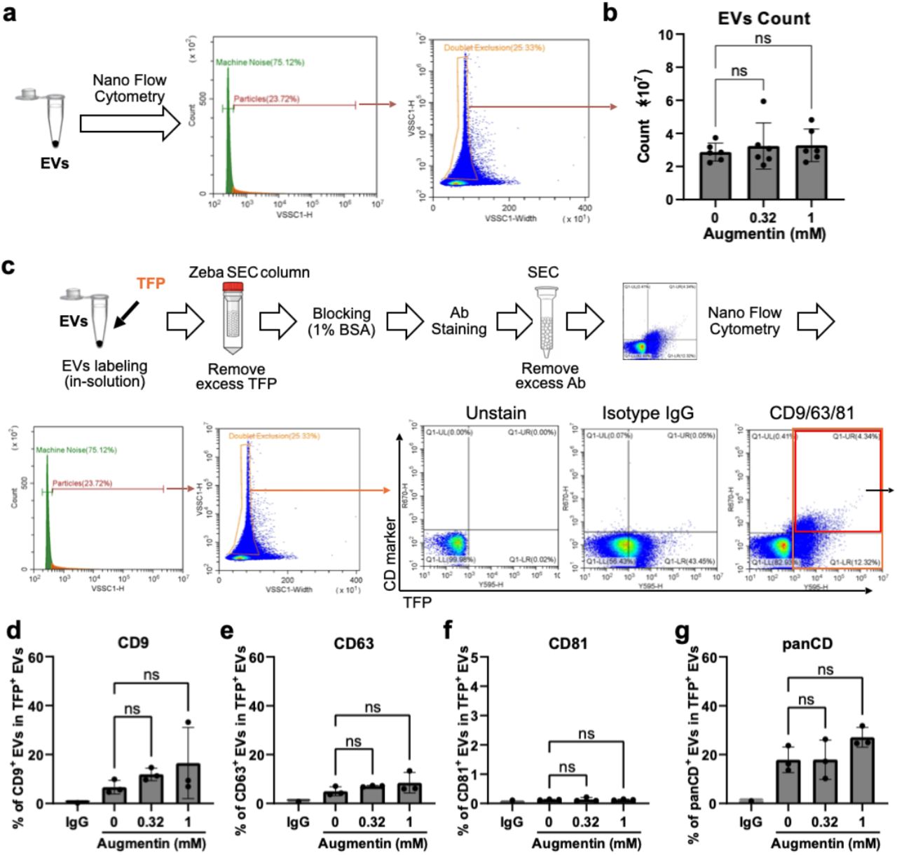 Effects of Augmentin-stress on EV release and EV tetraspanin markers.(a) EVs were isolated from the conditioned medium of Augmentin-stressed cholangiocytes and subjected to nanoflow cytometry for EV counts. The gating strategies for the obtained data included separating EV signals from machine noise and further gating to exclude doublets. The number of obtained singlets was calculated as the total EV count of each sample. (b) Results of total counts of EVs isolated from cholangiocytes after Augmentin-stress at 0.32 and 1 mM for 48 h. (c) Evaluation of EV tetraspanin markers after Augmentin-stress by nanoflow cytometry. Isolated EVs were labelled using pan-EV staining with TFP-555 followed by antibody staining for specific EV tetraspanin markers. Quadrant gating was performed using the TFP-555 signal (X-axis) and marker-647 signal (Y-axis). The percentage of marker-positive EVs among TFP-AF555-positive EVs was calculated as the colocalization ratio of the marker. (d-g) Effects of Augmentin-stress on EV tetraspanin markers, including CD9 (d), CD63 (e), CD81 (f), and their mixture as a panCD (g).