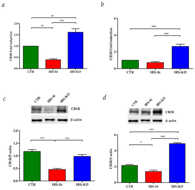 (a) CB1 gene expression levels in the control group (CTR), IBS rats fed a standard diet (IBS-St), and IBS rats treated with low-carbohydrate, high-fat ketogenic diet (IBS-KD). (b) CB2 gene expression levels in the control group (CTR), IBS rats fed a standard diet (IBS-St), and IBS rats treated with low-carbohydrate, high-fat ketogenic diet (IBS-KD). (c) CB1 protein expression levels and representative blots from the control group (CTR), IBS rats fed a standard diet (IBS-St), and IBS rats treated with low-carbohydrate, high-fat ketogenic diet (IBS-KD). (d) CB2 protein expression levels and representative blots from the control group (CTR), IBS rats fed a standard diet (IBS-St), and IBS rats treated with low-carbohydrate, high-fat ketogenic diet (IBS-KD). All data represent the results of three different experiments (mean ± SD). p-value was determined by ANOVA with Tukey’s multiple comparison test * p <0.05, ** p < 0.01, and *** p < 0.001.
