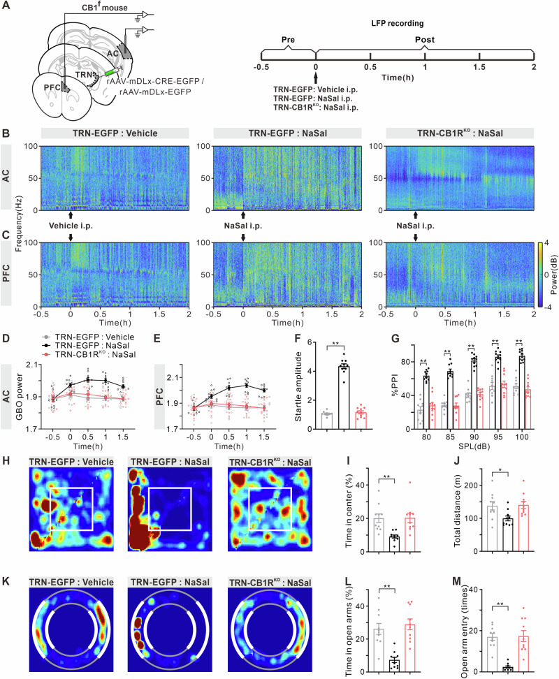 Absence of enhanced GBO and anxiety-like behaviors in NaSal-treated TRN-CB1RKO mice.A Timeline of the virus injection, drug treatment and electrophysiological recording. B, C Example temporal-spectrograms of LFPs in the AC and PFC of TRN-EGFP or TRN-CB1RKO mice received vehicle or NaSal injection. D, E Function of mean GBO power in the AC and PFC against time. F Startle amplitude to acoustic stimuli at 120 dB. G %PPI with different volumes of prepulse from 80 to 100 dB. H Representative occupancy heatmap showing spatial location in the OFT. I Time spent in the center of the arena. J Total traveled distance in the OFT. K Representative occupancy heatmap showing spatial location in the O-maze. L Time spent in open arms in the O-maze. M Number of entries into open arms in the O-maze. Error bars: SEM. *p < 0.05, **p < 0.01, one-way/two-way ANOVA with multiple comparisons test, n = 10 mice per group.
