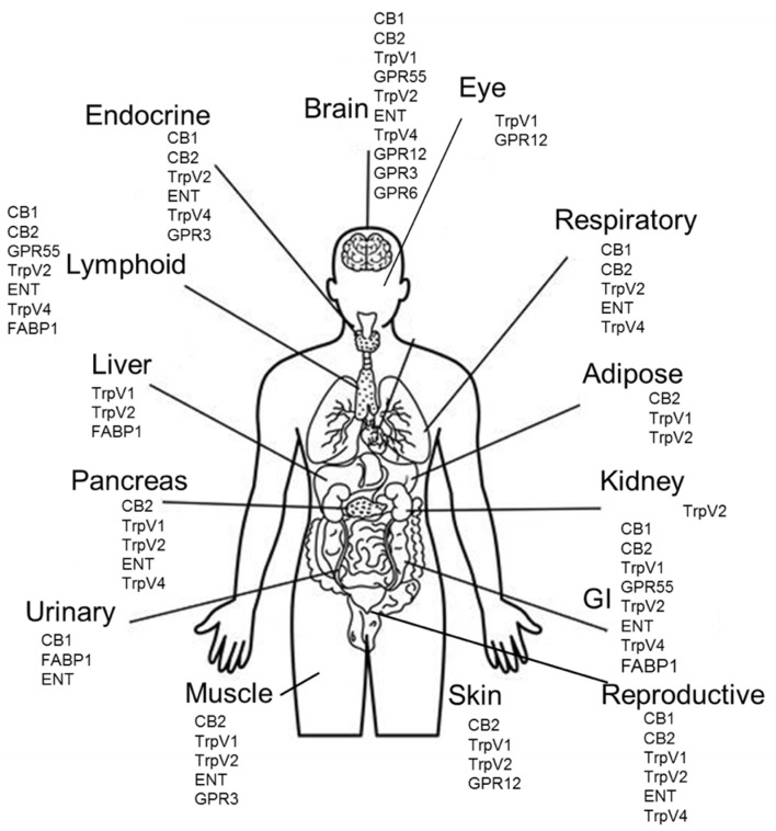 Physiological locations of CBD receptors. CBD receptor protein expression by organ. Proteins with greater than 10 normalized transcripts per million (nTPM) RNA expression or medium/high protein expression score according to the Human Protein Atlas (proteinatlas.org) are listed for each organ.