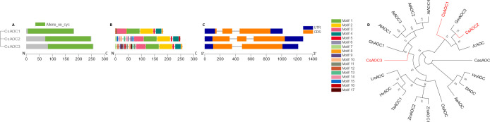 Phylogenetic, genetic, motif, and domain analysis of the CsAOC gene family.(A) Cladogram of peptide sequences and conserved domains. (B) Distribution of conserved peptide sequence motifs. Colors are described in legend; x-axis represents length of peptides in amino acids. (C) Diagram of genetic structure. Blue bars, orange bars, and gray lines represent untranslated regions, exons, and introns, respectively; x-axis represents length of gene in nucleotides. (D) Polar cladogram depicting evolutionary relationship with gene families of selected species. Node labels show confidence values from 1000 bootstrap replications.