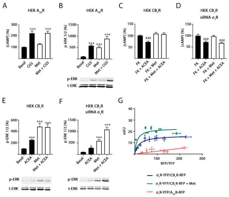 σ1R involvement in methamphetamine effects on A2A and CB1 receptors. HEK-293T cells transfected with cDNAs coding for A2AR (0.5 µg) (A,B) or for CB1R (0.6 µg) (C–F) in the absence (A–C,E) or presence (D,F) of siRNA for σ1R (3 μg) to silence σ1R were stimulated with 1 µM methamphetamine (Met, white bars) or vehicle (black bars) for 30 min. Cells were treated with 100 nM of the A2AR agonist CGS 21680 (CGS) (A,B) or with 200 nM of the CB1R agonist, ACEA (C–F). 0.5 μM of forskolin (FK) was used to determine Gi coupling to the CB1R. Then, cAMP levels (A,C,D) and ERK1/2 phosphorylation (B,E,F) were determined and expressed as percentage over basal or, in the case of cAMP in CB2R-expressing cells, over forskolin treatment. Values are the mean ± SEM (n = 5, in triplicates). One-way ANOVA followed by Bonferroni multiple comparison post hoc test showed a significant effect (* p < 0.05, *** p < 0.001 vs. basal condition, ### p < 0.001 versus FK condition). In (B,E,F), a representative Western blot is shown (bottom). In (G), FRET experiments were performed in HEK-293T cells transfected with 0.25 μg of cDNA for σ1R-YFP and increasing amounts of cDNA for CB1R-RFP (0.2 μg to 2 μg) or for A2AR-RFP (0.1 μg to 1.5 μg). When indicated cells were pretreated with 1 µM methamphetamine. Results were grouped by amount of FRET acceptor. p-ERK indicates phosphorylated ERKs, t-ERK indicates total ERKs.