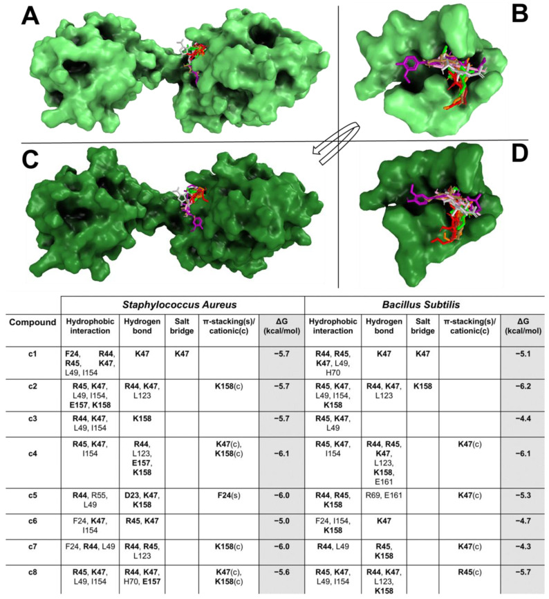 S. aureus and B. subtilis CodY/CSE and CST extract compound interaction overview. The S. aureus and B. subtilis CodY and the enlargement of the binding pockets in complexes with compounds are shown with light green (A,B) and deep green (C,D) surfaces, respectively. The compounds are reported in coloured sticks in this order: c1 (red), c2 (green), c3 (orange), c4 (golden), c5 (purple), c6 (grey), c7 (pink), and c8 (brown). The table reports all interaction networks of the compound in complex with the target. The residues marked in bold represent the key residues of the target. A white box, where no residue is reported, means that no interaction is present between residues and ligand.