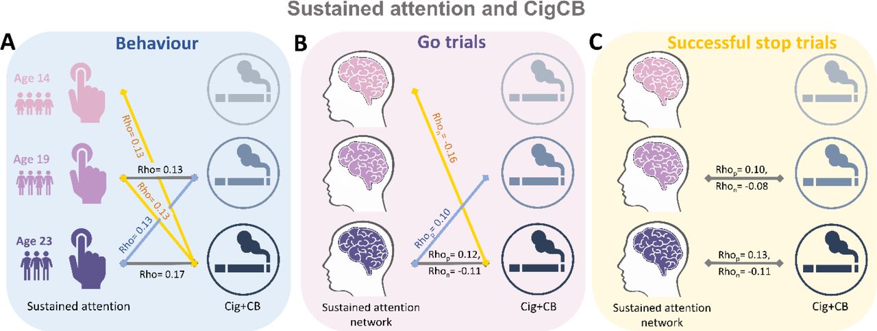 Significant correlations between sustained attention and substance use across timepoints (FDR correction, q<0.05). (A) Correlations between the intra-individual coefficient of variation (ICV) and cigarette and cannabis use (Cig+CB) across timepoints. Correlations between sustained attention network strength and Cig+CB across timepoints (B) derived from Go trials and (C) derived from Successful stop trials. Rhop: r value between network strength of the positive network. Rhon: r value between network strength of the negative network.