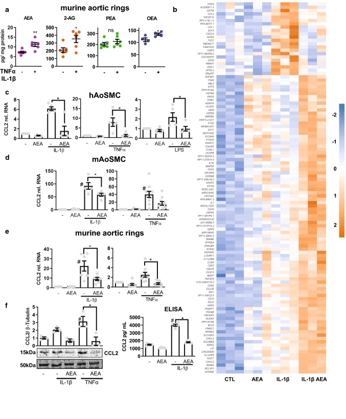 Anandamide (AEA) is released by vascular cells and attenuates induction of a subset of IL-1β responsive genes in HAoSMC. a Cellular concentration of the indicated endocannabinoids as determined by LC–MS/MS from murine aortic rings treated with TNFα and IL-1β 10 ng/mL each, 4 h or with control (PBS with 0.1% BSA). N = 4–6, unpaired t test. b Heatmap showing Z score of restricted to IL-1β-induced genes with expression significantly altered by 100 nmol/L, 150 min AEA and subsequently 10 ng/mL IL-1β for 90 min in HAoSMC. N = 3 RT-qPCR of CCL2 performed from human aortic (c) and mouse aortic (d) smooth muscle cells and murine aortic rings (e) in response to the stimuli indicated. Cells treated with 100 nmol/L AEA for 150 min (for tissue: overnight) and subsequently stimulation with 10 ng/mL cytokine for 90 min. N = 5–10 f Protein levels of CCL2 as determined by Western blot analysis after treatment with 100 nmol/L AEA for at least 1 h and subsequently 10 ng/mL IL-1β for 3 h (normalized to β-tubulin, N = 3) or ELISA N = 5. Ordinary one-way ANOVA with Tukey’s multiple comparison post-hoc test. If not normally distributed nonparametric ANOVA with Kruskal–Wallis test and Dunn’s multiple comparison post-hoc test