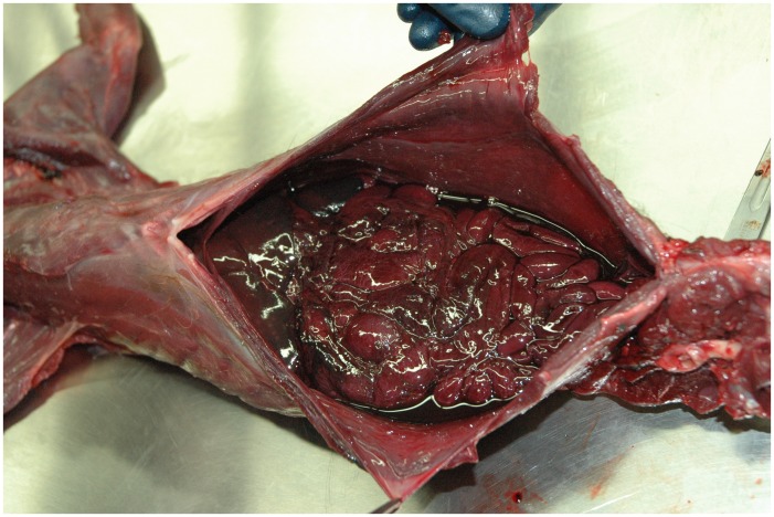 Thoracic cavity hemorrhaging containing 150 ml of frank blood due to coagulopathy after lethal exposure to anticoagulant rodenticides in a fisher (Martes pennanti) from the southern Sierra Nevada population.