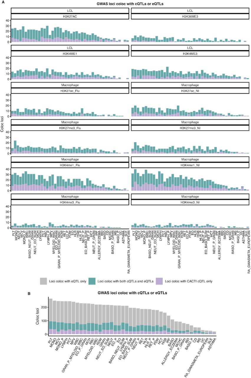 Colocalization of GWAS loci with CACTI cQTLs or eQTLGen eQTL.(A) Number of GWAS loci colocalized with CACTI cQTLs only (purple) or with both CACTI cQTLs and eQTLs (blue) across individual cQTL datasets. Each facet represents a dataset. Traits are shown on the x-axis.(B) Summary of GWAS loci colocalization using cQTLs from all datasets combined and all eQTLS from eQTLGen. Bars represent the number of loci colocalizing with CACTI cQTLs only (purple), with both CACTI cQTLs and eQTLs (blue), or with eQTLs only (grey), across traits on the x-axis.