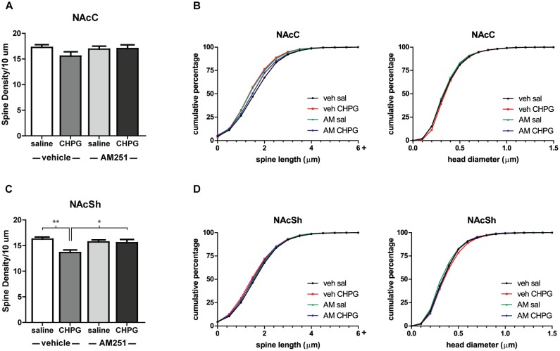 Local mGluR5 activation decreases NAcSh spine density and is endocannabinoid dependent. Spine density and morphology were measured in male rats receiving systemic veh/AM251 (1 mg/kg) 30 min prior to local injection of veh/CHPG (10 μg/side) into the NAc. (A) Average spine density per 10 μm of MSNs in the NAcC 24 h after drug infusion. (B) Spine morphology of MSNs in the NAcC 24 h after drug infusion as assessed by binned cumulative probability distributions of spine length and head diameter. (C) Average spine density per 10 μm of MSNs in the NAcSh 24 h after drug infusion. (D) Spine morphology of MSNs in the NAcSh 24 h after drug infusion. n = 7–8 animals per group with spine density averaged from 6 to 9 dendritic segments per each subregion for each animal, ∗p < 0.05, ∗∗p < 0.001.