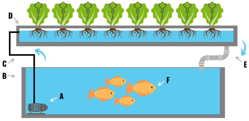 An Aquaponics system composed of a pump (A), fish tank (B), watering line (C), NFT troughs (D), water collection pipe (E), and fish (F). Fish and microbes in the fish tank generate effluent which is used as a nutrient source for the plants. The effluent water is pumped over the roots of the plants, which clean the water by removing metabolic byproducts that are toxic to the fish. The cleaned water is then returned to the fish tank.