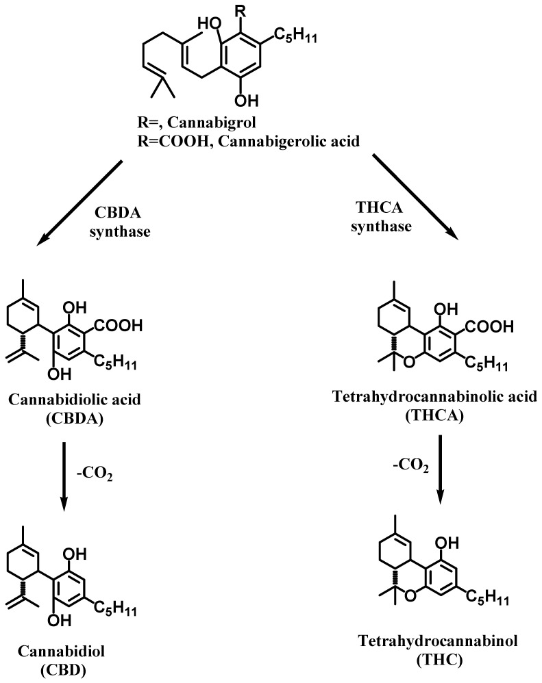 The molecular structure and the synthesis pathways of several cannabinoids.