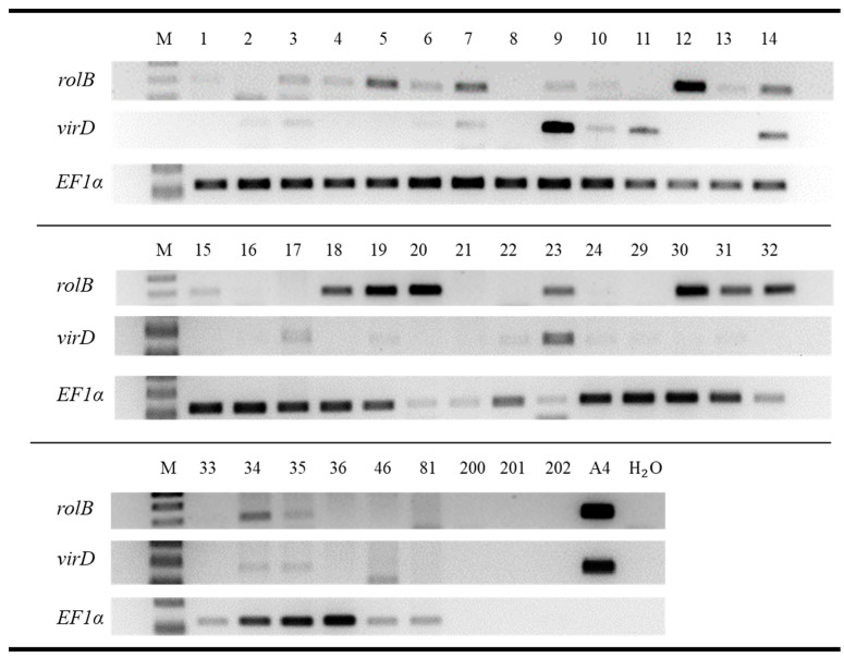 Presence of rolB, virD, and EF1α fragments in C. sativa root tissue, nutrient solutions of aeroponic growth units, and purified water. Cuttings of C. sativa cultivars “Hindu Kush”, “California Orange”, “Herijuana”, “The Pure”, “Bruce Banner”, “Big Bud”, “Motherlode Kush”, and “Wild Thailand” were either inoculated with R. rhizogenes (A4), exposed to IBA (IBA), or treated with water (H2O) for 20 h and maintained in aeroponic growth units for 25 days. Root tissue samples were taken upon experimental termination. PCR products were visualized by 1.5% agarose gel electrophoresis. M: 100 bp ladder; 1–36: A4 cuttings; 46: IBA cutting; 81: H2O cutting; 200, 201, 202: nutrient solution samples collected from A4, IBA, and H2O treatment groups, respectively; A4: positive control; H2O#1: Negative control.