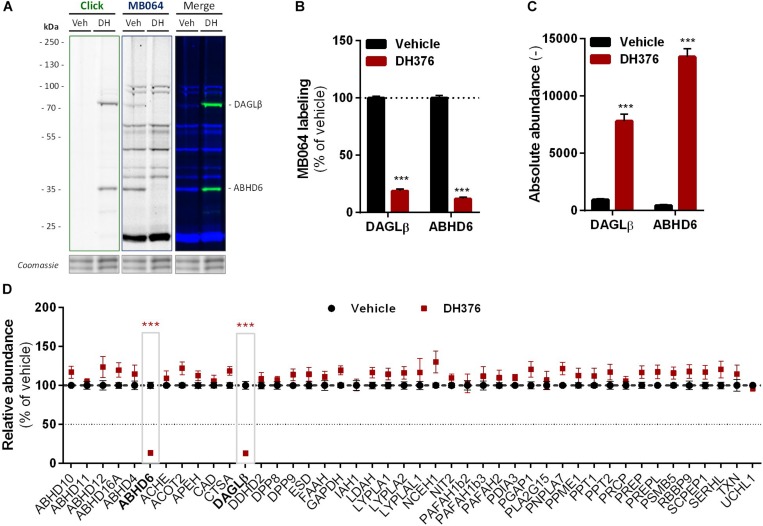 DH376 targets DAGLβ and ABHD6 in Neuro-2a. Neuro-2a cells were treated in situ with vehicle or DH376 (100 nM, serum-free, 2 h) to investigate the DH376 interaction profile. (A,B) In situ DH376 targets were visualized by gel-based ABPP after conjugation of DH376 to Cy5-azide (5 μM, 60 min, rt) or with probe MB064 (2 μM, 20 min, rt). Coomassie served as protein loading control. (B) Probe labeling was quantified and normalized for protein loading. Data is expressed as % of vehicle [mean ± SEM (Veh n = 9, DH376 n = 3), t-test: ∗∗∗p < 0.001]. (C) Chemical proteomics enabled DH376 target identification. Lysates of in situ DH376 treated Neuro-2a cells were conjugated to biotin-azide (40 μM, 60 min, 37°C). Vehicle treated samples served as a negative control. Data is expressed as absolute abundance [mean ± SEM (n = 4), t-test: ∗∗∗p < 0.001]. (D) Competitive proteomics validated ABHD6 and DAGLβ as DH376 targets in in situ treated Neuro-2a cells, using probes MB108 and FP-biotin (10 μM each, 30 min, 37°C). Data is expressed as % of WT-Vehicle [mean ± SEM (n = 4), t-test with Holm–Sidak multiple comparison correction: ∗∗∗p < 0.001].