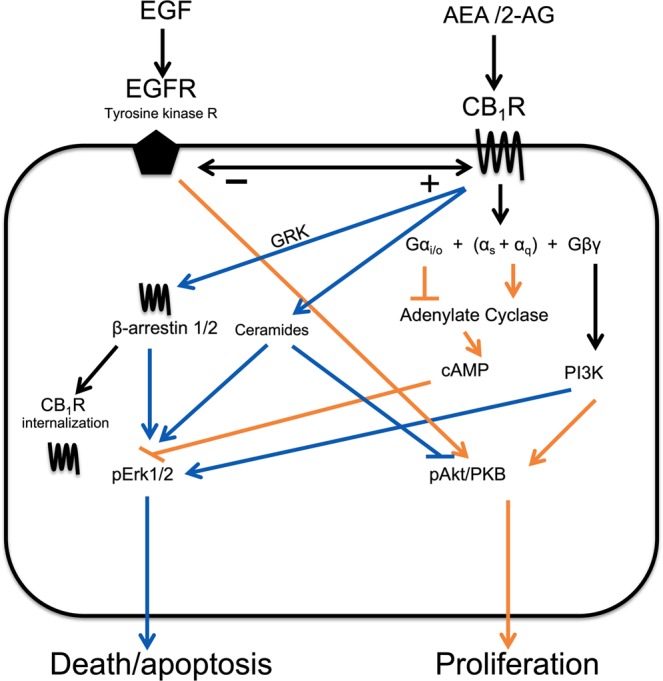 Schematic drawing of key intracellular pathways driving cell proliferation and apoptosis mediated by the interaction of AEA and 2-AG upon CB1 receptors. The drawing is based upon refs. 17–33, and in many cases synthetic- and plant-derived cannabinoids rather than endocannabinoids have been used to identify the pathways. Blue lines indicate pathways resulting in cell death/apoptosis and orange lines indicate pathways resulting in cell proliferation. → indicates stimulation, ⊥ indicates inhibition.