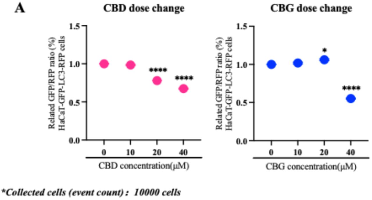 Dose-dependent effects of CBD and CBG on autophagic flux in HaCaT GFP-LC3-RFP cells.Treatment with CBD (20–40 μM) or CBG (40 μM) increased autophagic flux, whereas CBG at 20 μM showed a slight inhibitory trend. Autophagic flux was measured in HaCaT cells treated with CBD or CBG alone at 10, 20, and 40 μM. Flux values are normalized to respective DMSO controls. Data represent mean ± SD of biological triplicates. One-way ANOVA was applied. P values are indicated as follows: n.s. = P > 0.05; *P ≤ 0.05; **P ≤ 0.01; ***P ≤ 0.001; ****P ≤ 0.0001.