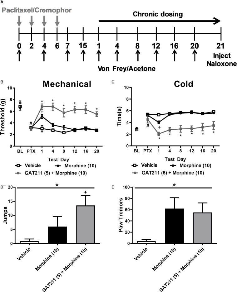 A sub-threshold dose of GAT211 prevents tolerance to the anti-allodynic effects of morphine without exacerbating morphine dependence. (A) Schematic shows timing of experimental treatments. The gray vertical arrows show timing of injections (i.p.) of paclitaxel or cremophor-based vehicle. The black vertical arrows show the timing of behavioral testing for assessing responsiveness to mechanical (Von Frey) and cold (acetone) stimulation. The black horizontal arrow shows the duration of once daily chronic dosing. On day 21 naloxone was injected (i.p.) to precipitate opioid withdrawal. GAT211 (5 mg/kg i.p. × 20 days), administered at a sub-threshold dose for reducing paclitaxel-induced allodynia, enhanced efficacy of morphine in reducing hypersensitivities to mechanical (B) and cold (C) stimulation without the develop of tolerance over a 20-day dosing period. By contrast, tolerance developed to the anti-allodynic efficacy of morphine following repeated dosing. Challenge with naloxone (2 mg/kg i.p.) elicited jumping (D) and paw tremor bouts (E) in mice treated with morphine (10 mg/kg i.p.) and morphine (10 mg/kg i.p.) co-administered with GAT211 (5 mg/kg i.p.). Co-administration of GAT211 with morphine did not reliably enhance or reduce these behaviors relative to morphine alone. (B,C) #P < 0.05 vs. pre-paclitaxel thresholds, *P < 0.05 GAT211 + Morphine vs. all other groups, +P < 0.05 vs. vehicle and GAT211 + morphine (Two-way ANOVA followed by Bonferroni post hoc test. Data are expressed as mean ± SEM (n = 5–6 per group) (D,E) *P < 0.05 overall effect of treatment one-way ANOVA. +P < 0.05 one-way ANOVA followed by Bonferroni post hoc. Data are expressed mean ± SEM (n = 5–6 per group).