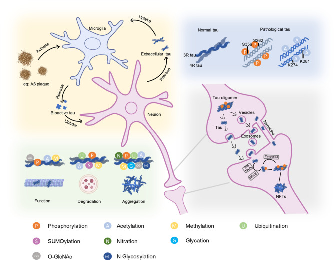 Schematic representation of key aspects of tau pathologyIllustrated processes include: the influence of other pathologies (e.g., Aβ plaques) on tau aggregation; isoform imbalance-driven pathological modification by 3R and 4R tau; site-specific post-translational modifications (PTMs) regulating tau function, degradation, and aggregation; and mechanisms underlying trans-synaptic propagation of tau.