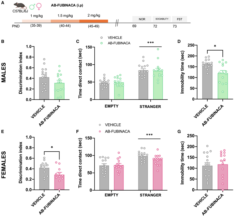 AB-FUBINACA treatment during adolescence alters novel object recognition memory and depressive-like behavior in a sex dependent manner(A) Schematic representation of experimental design.(B–G) Effects of adolescent exposure to AB-FUBINACA (PND 35–39: 1 mg/kg, PND 40–44: 1.5 mg/kg, and PND 45–49: 2 mg/kg) or vehicle in memory in the NOR (B, E), sociability in the three chamber test (C, F), and depressive-like behavior in the FST (D, G) in male (B, C, D) and female (E, F, G) mice (n = 11–15 mice per group). The discrimination index is shown for the NOR, total time in direct contact with each compartment is shown for sociability test, and immobility time is shown in the FST. Data are expressed as mean ± SEM. ∗p < 0.05, ∗∗∗p < 0.001 (comparison between AB-FUBINACA and vehicle group; two-way ANOVA, compartment (C, F); Student’s t test (D, E). PND postnatal day, NOR novel object recognition, FST forced swimming test.