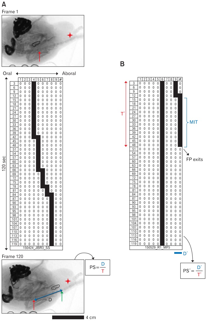 Analysis of the recordings. (A) Fluoroscopy recordings were broken down in 120 frames (1 frame/sec). In each frame, the intervertebral disc at the anus was identified and used as reference (star). Fecal pellet movement was represented in spatio-temporal maps (STM) built in Excel. In each map, the horizontal axis represents distance along the colon (left to right = proximal to distal; only the last 7.27 cm proximal to the anus were evaluated, each horizontal square represents a 10th of this distance) whereas the vertical axis represents time of recording (top to bottom = 0 to 120 seconds, each vertical square represents 3 seconds). Instant position of fecal pellets is represented as black squares in each cell of the STM; movement is shown as a horizontal change of the fecal pellet position. PS: propulsion speed of fecal pellets, measured directly from the fluoroscopic recording, where D represents distance travelled by the fecal pellets (the red arrows in frames 1 and 120 show the position of the pellet at the beginning of the recording; the green arrow in frame 120 represents the position of the pellet at the end of the recording) and T, duration of the recording analyzed. (B) Analysis of the STM, MIT: maximum period during which the fecal pellet did not move (maximum immobility time, in seconds), FP exits: time at which the fecal pellet eventually exited the colon, PS’: propulsion speed measured from the STM, where D’ is distance travelled by the fecal pellets (in cm) and T, duration of the recording analyzed (in seconds).