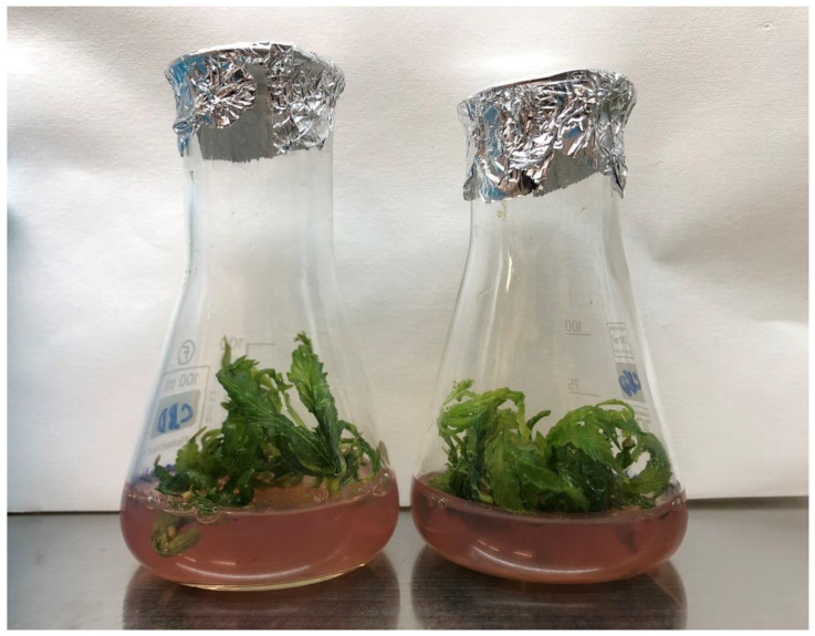 Multiplication of the ‘Tatanka Pure CBD’ cultivar on ViVi 6 culture medium to achieve the required amount of biomass to establish the experiment with PEO-IAA.