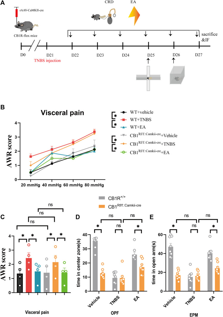 Specific knock out of the CB1R in glutamatergic neurons in the vHPC reversed the anxiolytic but not analgesic effect of EA on IBD mice. (A) Experimental flowchart. (B,C) Visceral hyperalgesia was evaluated by CRD. (D) Anxiety-related behaviors were recorded as time in center zone in the OPF. (E) Anxiety-related behaviors were recorded as time in open arms in the EPM. The data are expressed as mean ± SEM (n = 8 mice). *represents p < 0.05 between marked groups, ns represents p > 0.05 between marked groups.